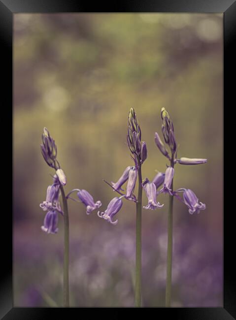 Bluebell Trio Framed Print by Pam Sargeant
