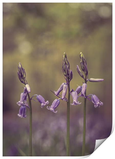 Bluebell Trio Print by Pam Sargeant