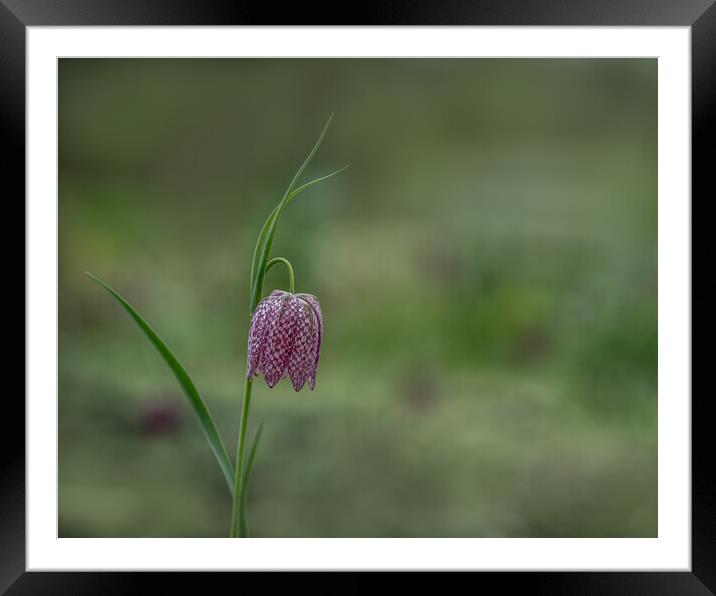 The Striking Beauty of Snakes Head Fritillary Framed Mounted Print by Pam Sargeant