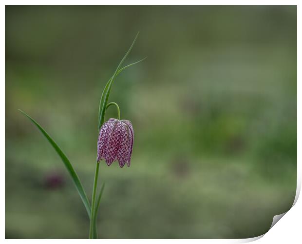 The Striking Beauty of Snakes Head Fritillary Print by Pam Sargeant