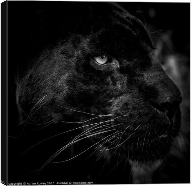 The Elusive Black Jaguar Canvas Print by Adrian Rowley
