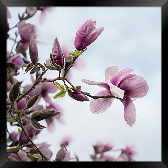Fragile Beauty of Magnolia Blossoms Framed Print by Pam Sargeant