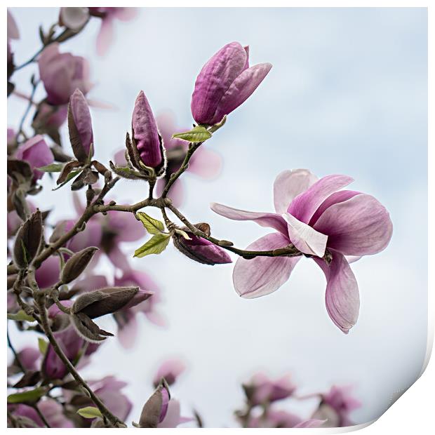 Fragile Beauty of Magnolia Blossoms Print by Pam Sargeant