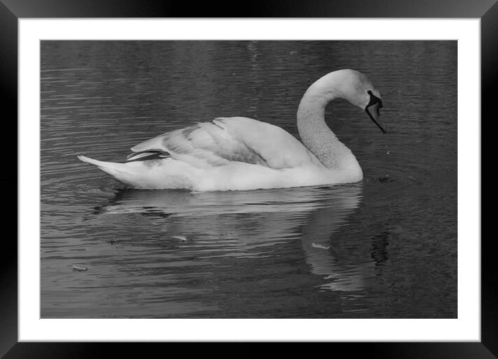 Swan on the Lake Monochrome Framed Mounted Print by Jeremy Hayden