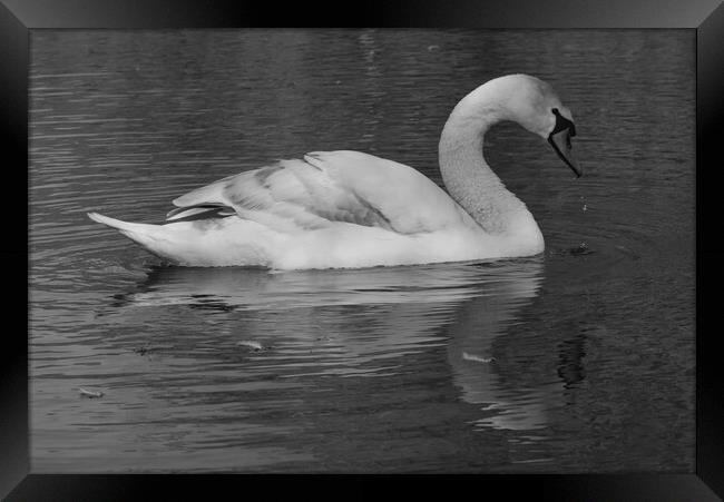 Swan on the Lake Monochrome Framed Print by Jeremy Hayden