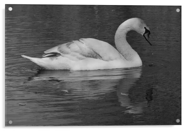 Swan on the Lake Monochrome Acrylic by Jeremy Hayden