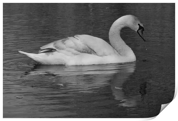 Swan on the Lake Monochrome Print by Jeremy Hayden