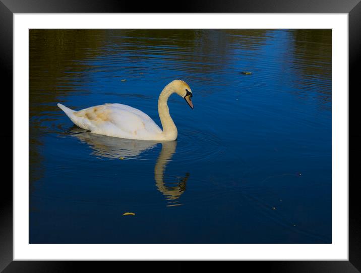 Swan on a Blue Lake Framed Mounted Print by Jeremy Hayden