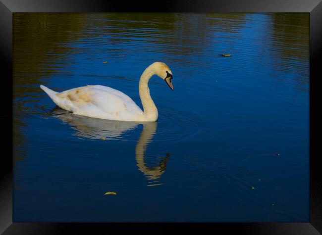 Swan on a Blue Lake Framed Print by Jeremy Hayden