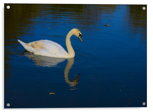 Swan on a Blue Lake Acrylic by Jeremy Hayden