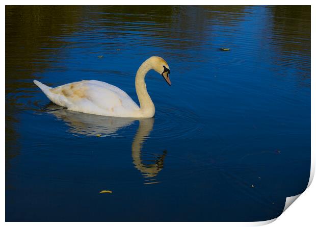 Swan on a Blue Lake Print by Jeremy Hayden