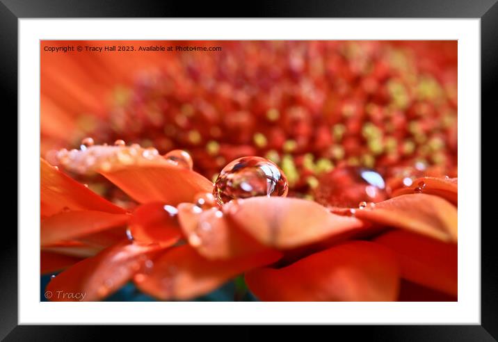 Orange Drop Framed Mounted Print by Tracy Hall