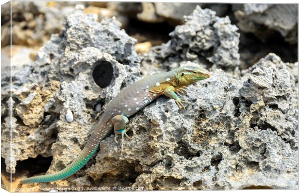 Whip Tail Lizard Posing for the Photoshoot Canvas Print by Kasia Design