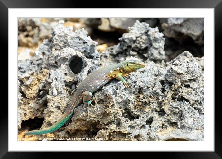 Whip Tail Lizard Posing for the Photoshoot Framed Mounted Print by Kasia Design
