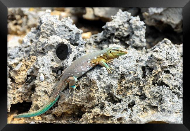 Whip Tail Lizard Posing for the Photoshoot Framed Print by Kasia Design