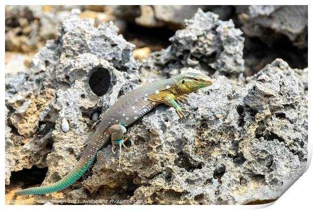 Whip Tail Lizard Posing for the Photoshoot Print by Kasia Design