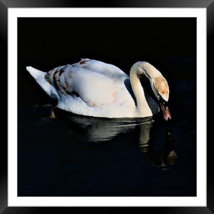 Swan Drinking on the Lake Framed Mounted Print by Jeremy Hayden