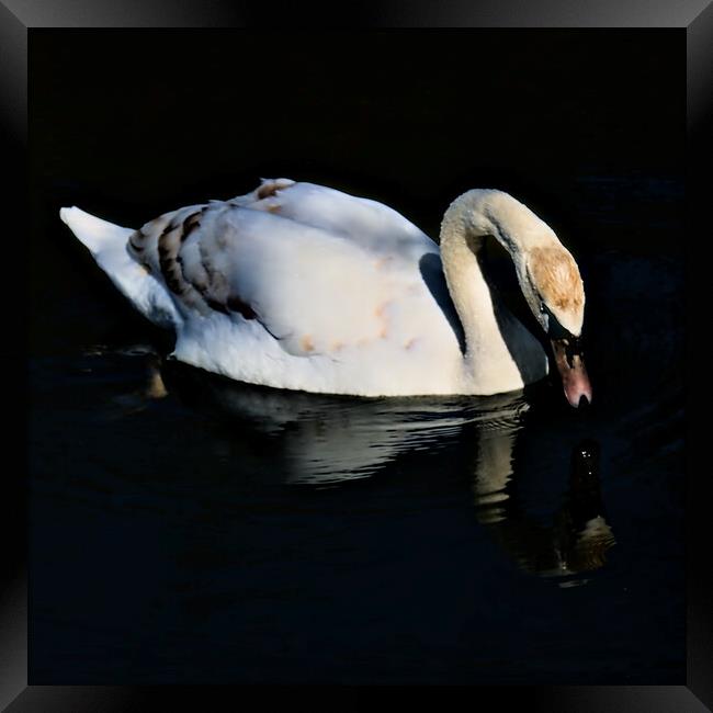 Swan Drinking on the Lake Framed Print by Jeremy Hayden