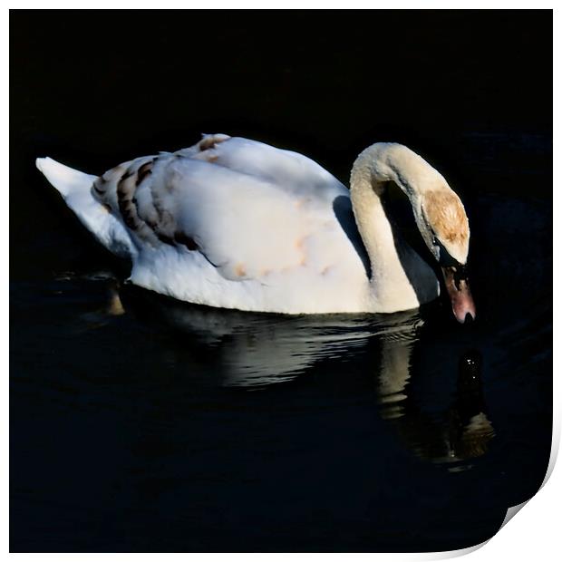 Swan Drinking on the Lake Print by Jeremy Hayden