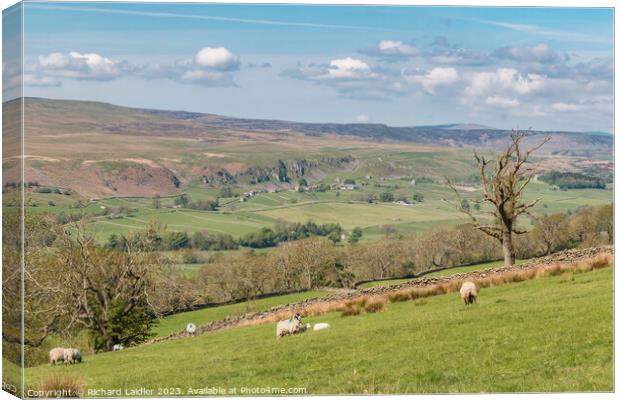 Spring Morning in Upper Teesdale (1) Canvas Print by Richard Laidler