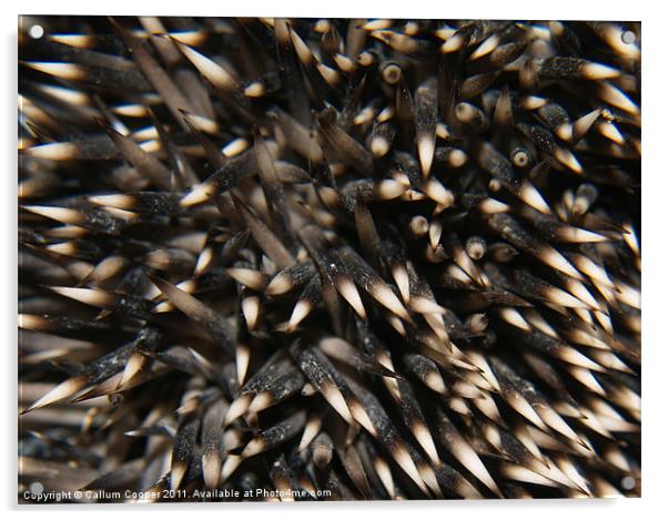 Hedgehog Spines Acrylic by Callum Cooper