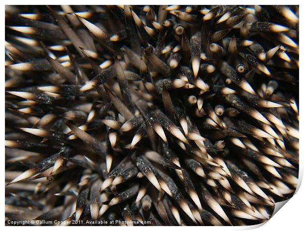 Hedgehog Spines Print by Callum Cooper
