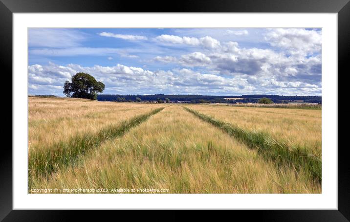 The Golden Fields of Moray Framed Mounted Print by Tom McPherson