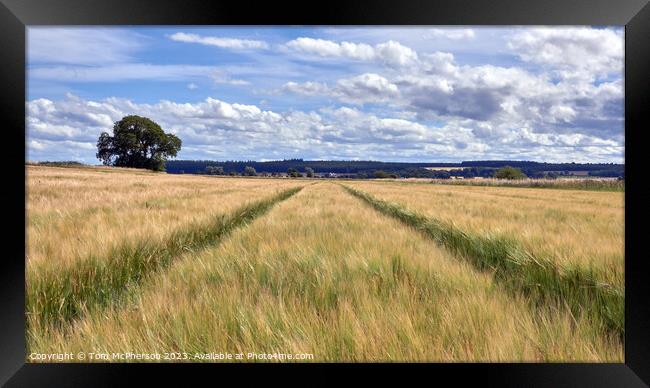 The Golden Fields of Moray Framed Print by Tom McPherson