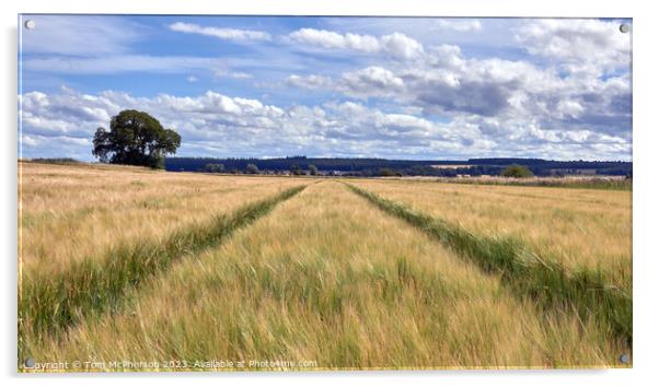 The Golden Fields of Moray Acrylic by Tom McPherson