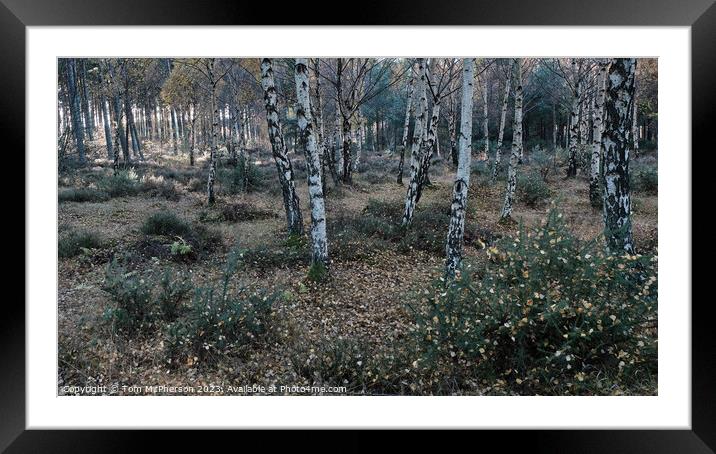 Enchanting Birch Forest Framed Mounted Print by Tom McPherson