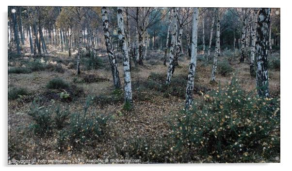 Enchanting Birch Forest Acrylic by Tom McPherson