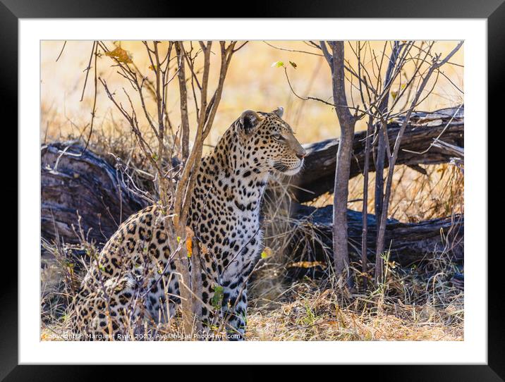 Regal Leopard Framed Mounted Print by Margaret Ryan