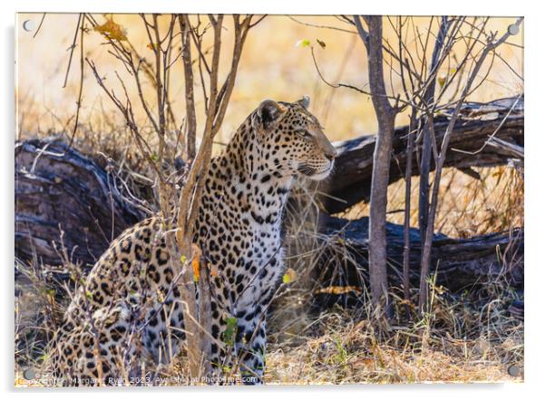 Regal Leopard Acrylic by Margaret Ryan