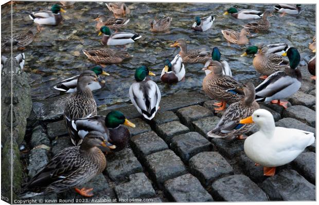 Ducks in Castleton Canvas Print by Kevin Round