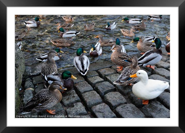 Ducks in Castleton Framed Mounted Print by Kevin Round