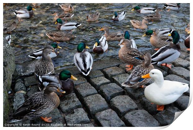 Ducks in Castleton Print by Kevin Round