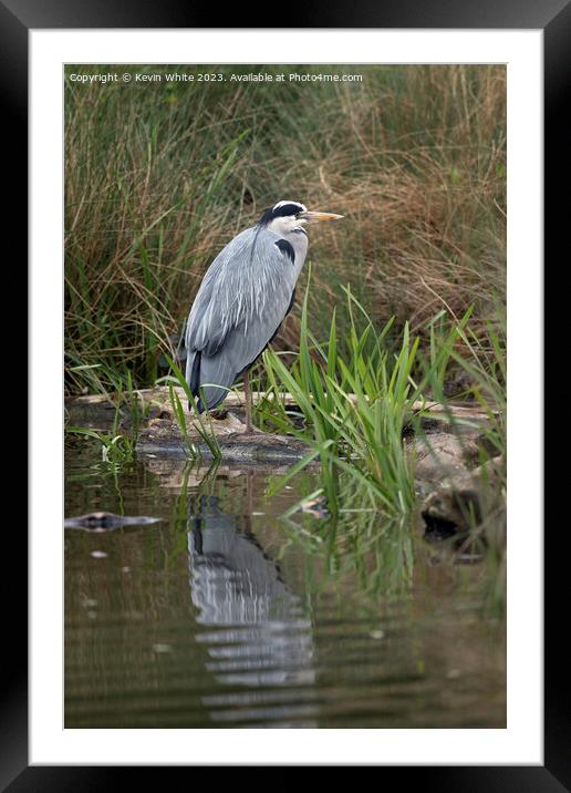 Grey Heron standing on one leg Framed Mounted Print by Kevin White