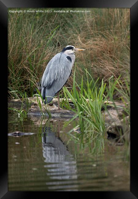 Grey Heron standing on one leg Framed Print by Kevin White