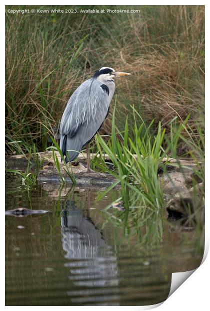 Grey Heron standing on one leg Print by Kevin White
