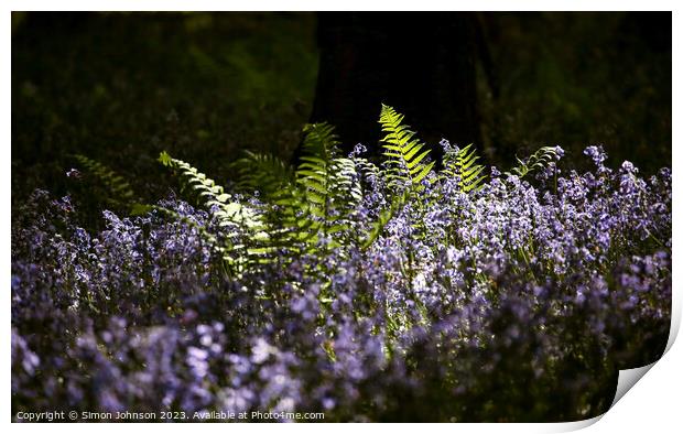 sunlit ferns and bluebells Print by Simon Johnson