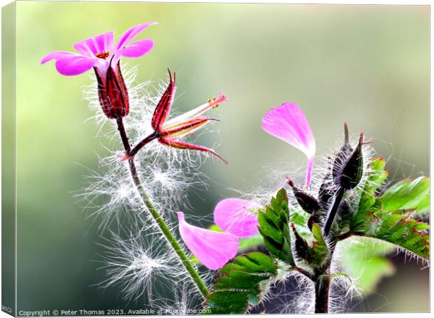 Explosive Pink Ground Cover Herb Robert  Canvas Print by Peter Thomas