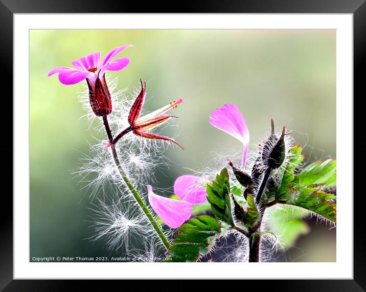 Explosive Pink Ground Cover Herb Robert  Framed Mounted Print by Peter Thomas