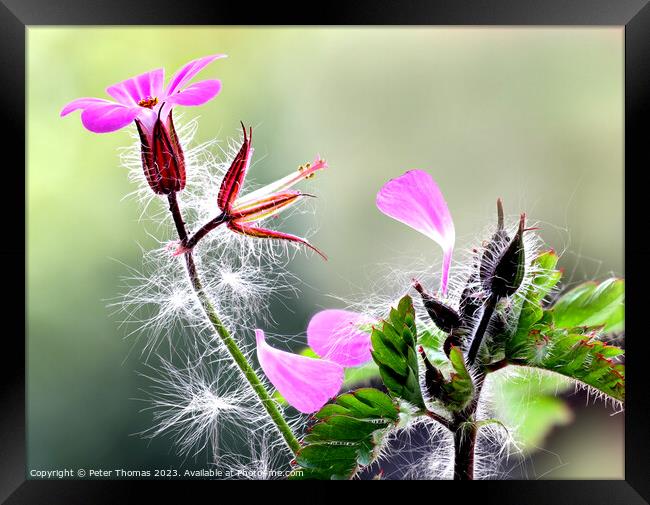 Explosive Pink Ground Cover Herb Robert  Framed Print by Peter Thomas