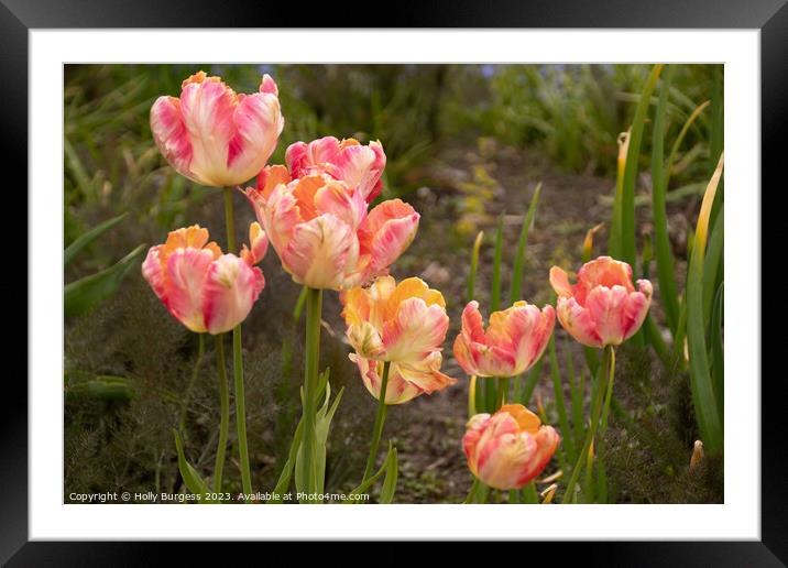 'Rainbow of Love: Springtime Tulip Splendour' Framed Mounted Print by Holly Burgess