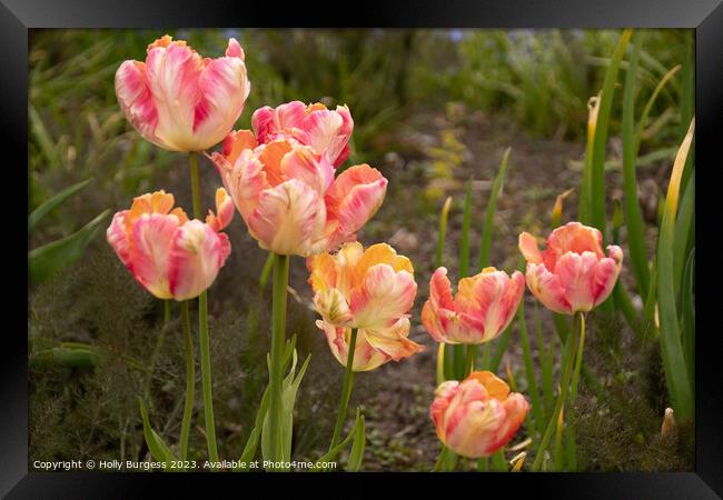 'Rainbow of Love: Springtime Tulip Splendour' Framed Print by Holly Burgess