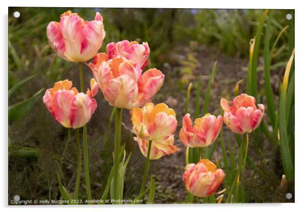 'Rainbow of Love: Springtime Tulip Splendour' Acrylic by Holly Burgess