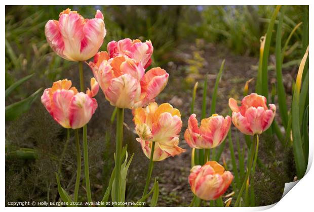 'Rainbow of Love: Springtime Tulip Splendour' Print by Holly Burgess