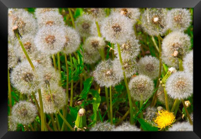 Fluffy dandelion in a clearing in the rays of the setting sun Framed Print by Иван Щербанюк