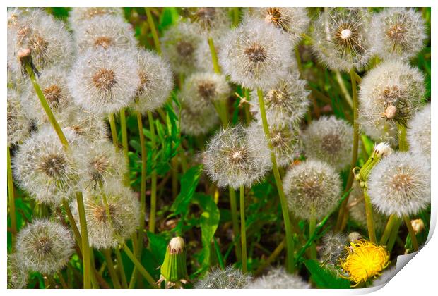 Fluffy dandelion in a clearing in the rays of the setting sun Print by Иван Щербанюк