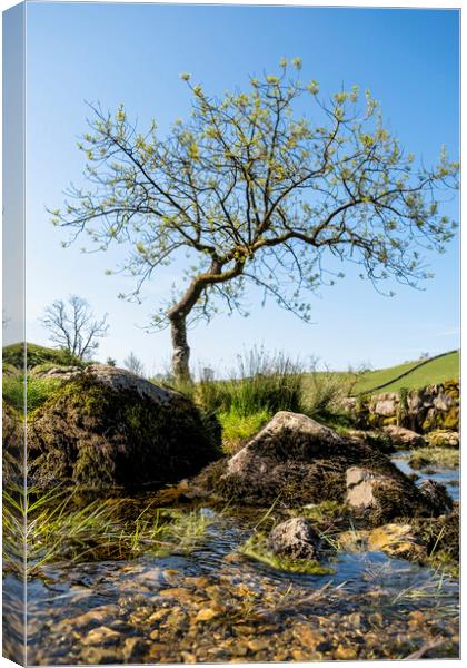 Lone Tree: Malham Cove Yorkshire Dales Canvas Print by Tim Hill